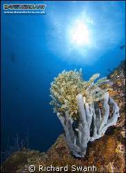 Corals and Sun "nice" ! Lankayan Sabah Borneo Nikon D2x 1... by Richard Swann 